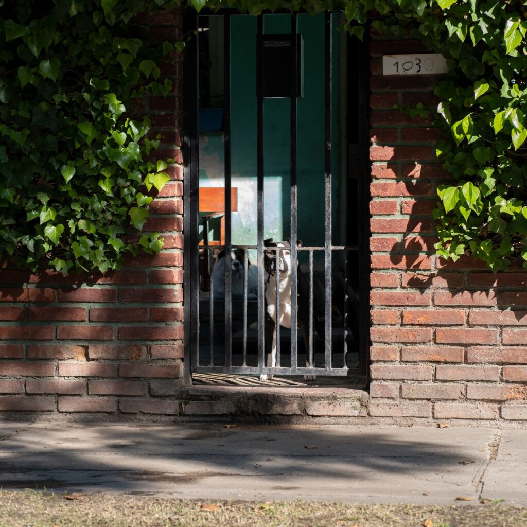 ¿Qué hacer si tu mascota necesita atención médica urgente? 1 pexels photo 31619573