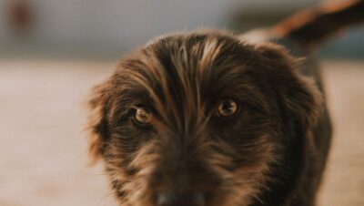 pexels photo 6384551